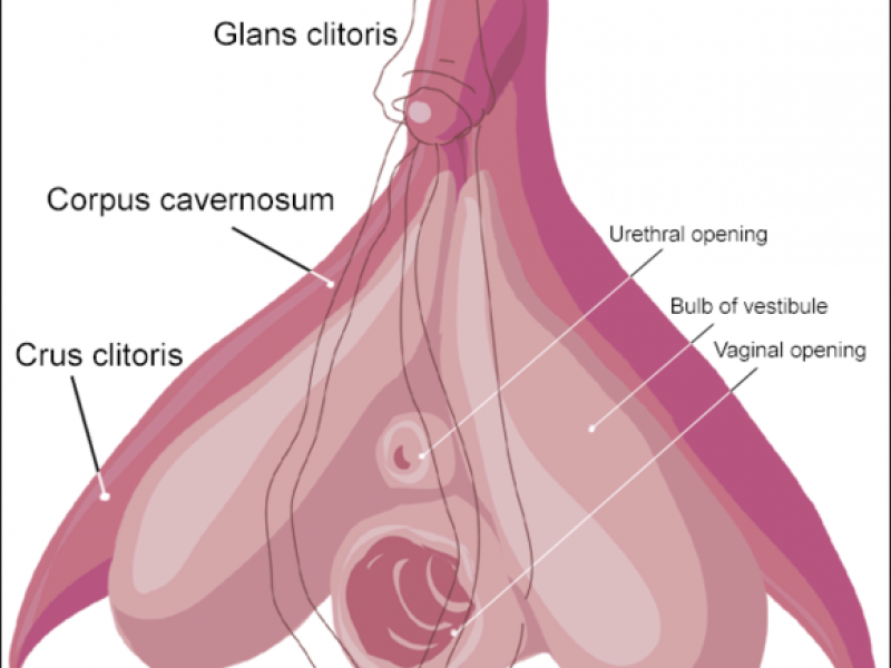 Klitoris anatomi