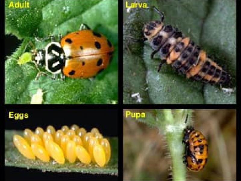 Uğur böceği ve larvaları